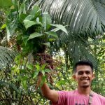 demam keladi Indonesia