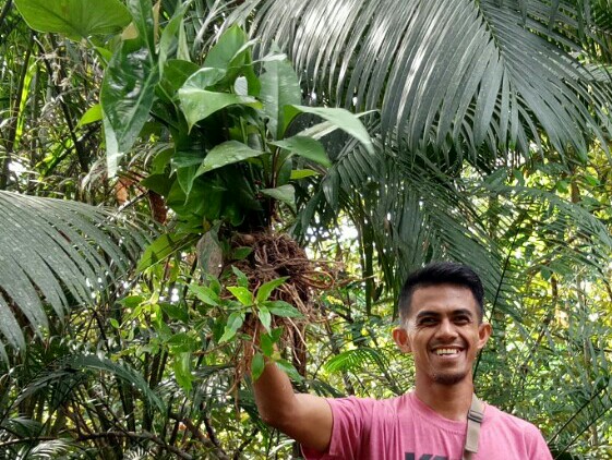 demam keladi Indonesia